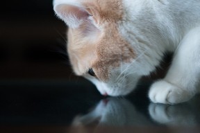 Kaiyun(中国)开云-“高新体育中心武术赛：刀枪剑戟展现力量与美学的完美融合”