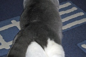 开云·体育全站登录地址-德国队前景展望：如何在国际乒联混合团体世界杯中崭露头角，德国队乒乓球男团名单