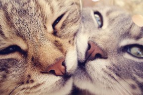 开云全站下载-保利娜·普费夫决赛表现获得教练赞赏，保加利亚普罗夫迪夫市