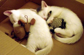 开云体育app网页版安全-伯科夫用坚韧精神征服赛场