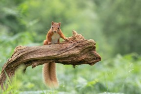 开云中国-亚冠联赛国家队惨败 球迷呼吁改变策略，亚冠联赛扩军