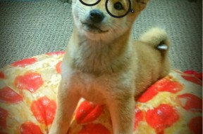 开云注册-“滚球运动：三叉湖赛场上的精准与策略对决”