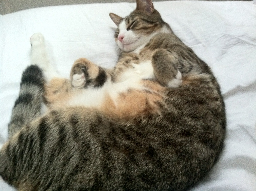 USM Alger 半决赛大胜 NA Hussein Dey 确保决赛席位,ncaa半决赛2021