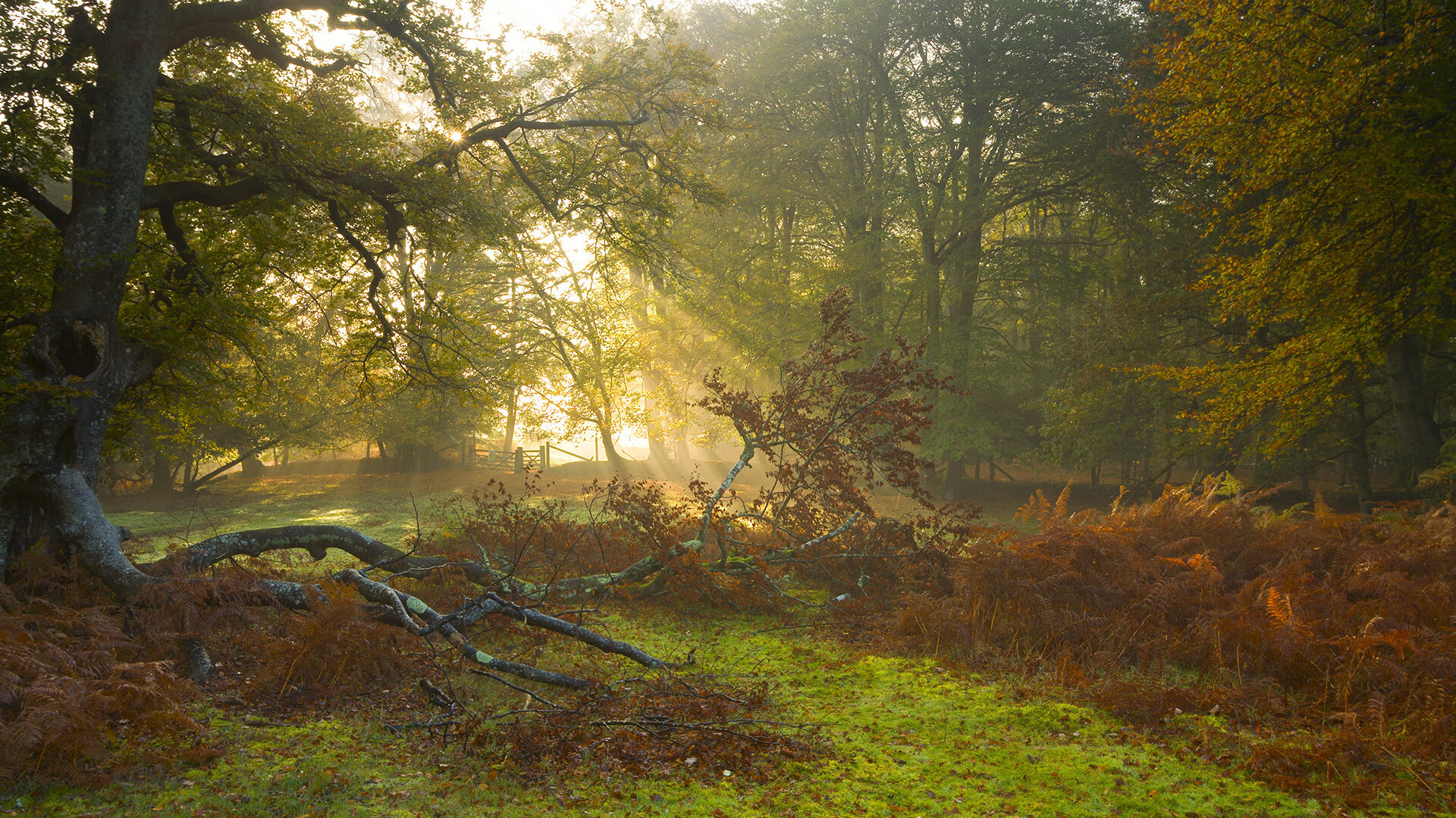 中国女篮精密布防压制对手 外线命中率稳定,中国女篮表现