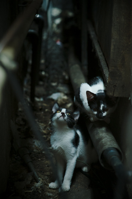 五大联赛是否调整换人策略强化节奏连续性，哪些联赛可以换5人