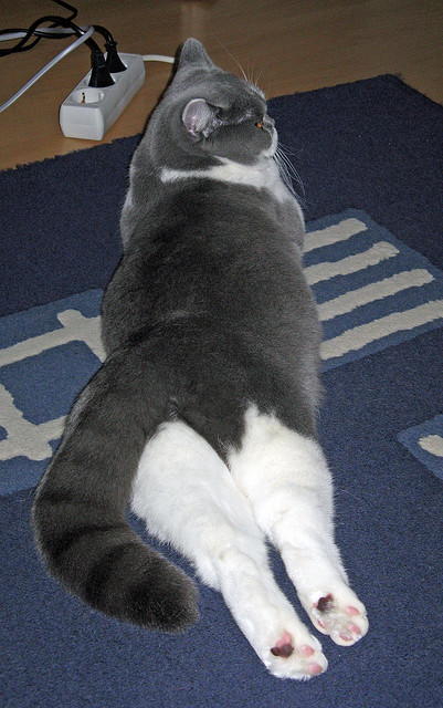 德国队前景展望:如何在国际乒联混合团体世界杯中崭露头角,德国队乒乓球男团名单