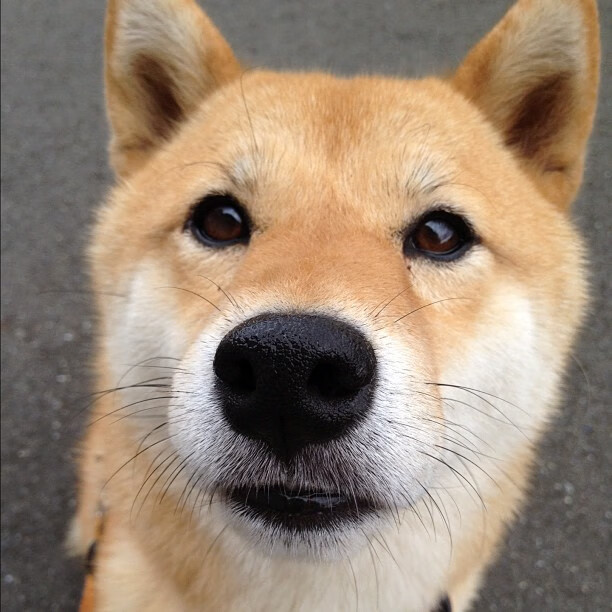 德国队前景展望:如何在国际乒联混合团体世界杯中崭露头角,德国队乒乓球男团名单