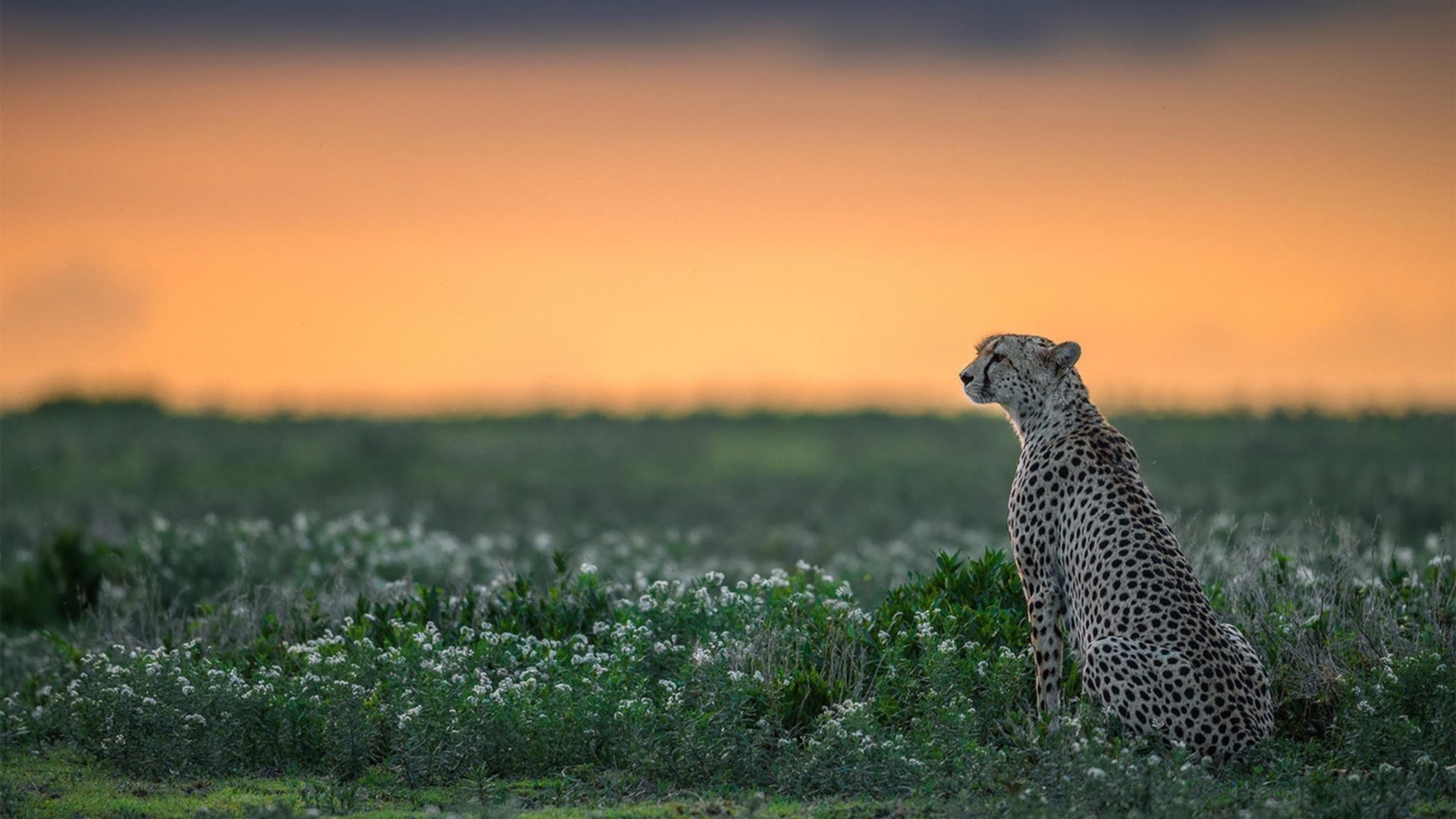 排球超级联赛季后赛对阵揭晓,2020-2021排超联赛最佳阵容