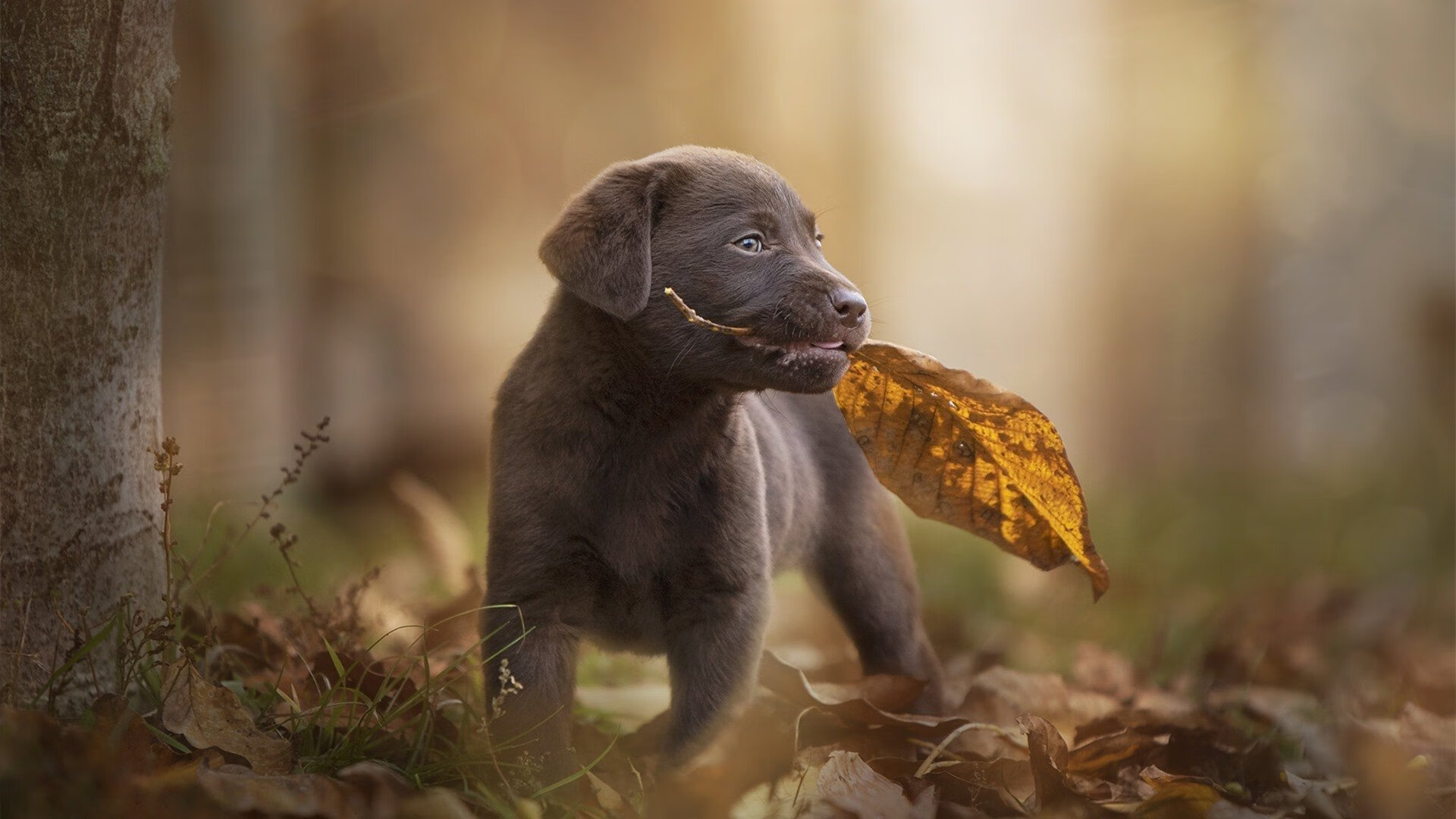 澳大利亚乒乓球队未来发展：如何迎接国际赛事挑战，澳大利亚乒乓球队名单