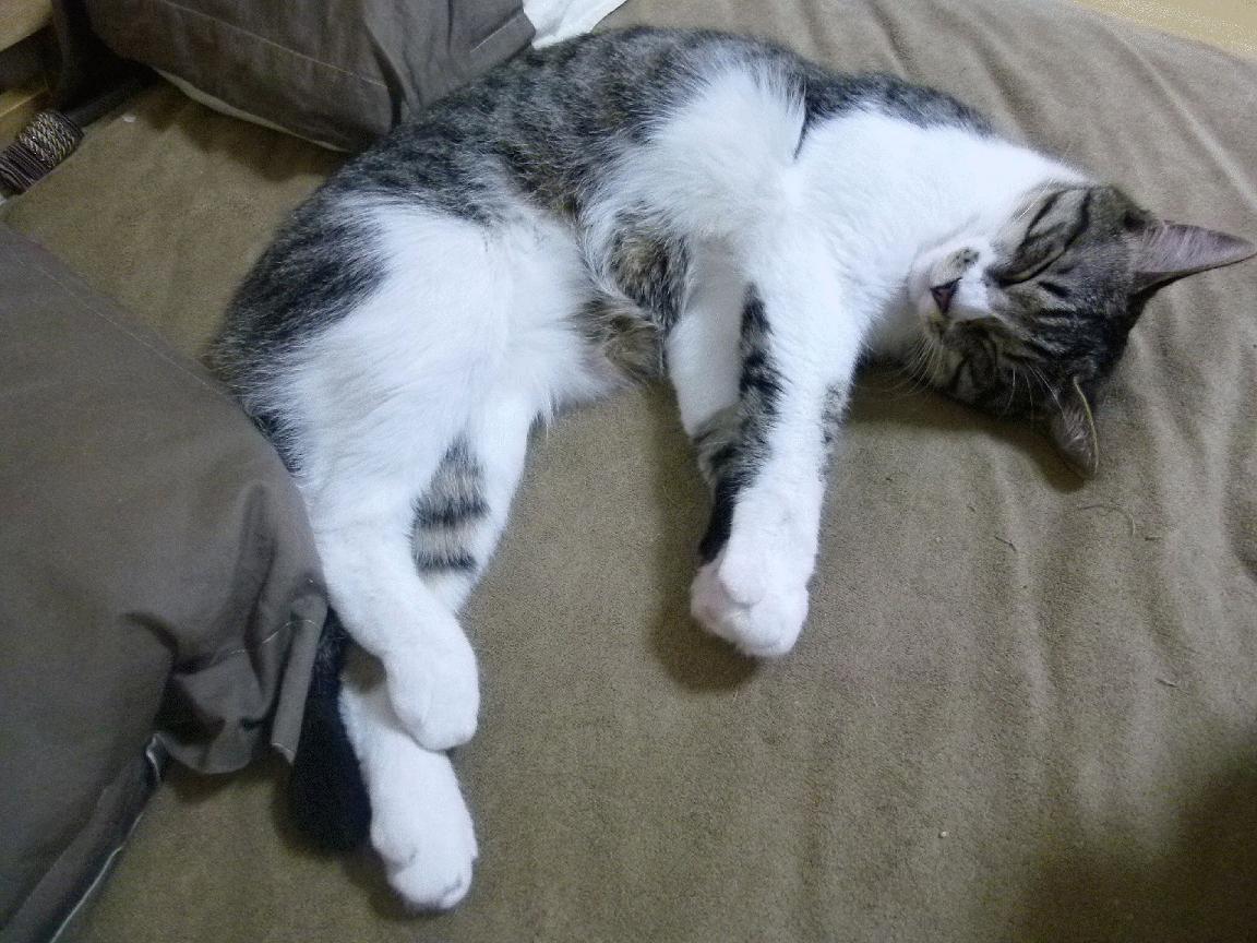 东京奥运中国代表团凯旋而归,东京奥运会中国代表团完美收官