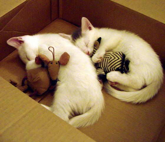 伯科夫用坚韧精神征服赛场