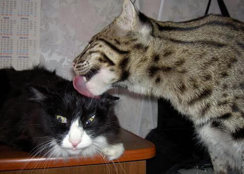 凯蒂·莱德基赛后感谢团队支持,凯特 莱德基